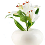 Dolce_cream_whiteflower_web.jpg