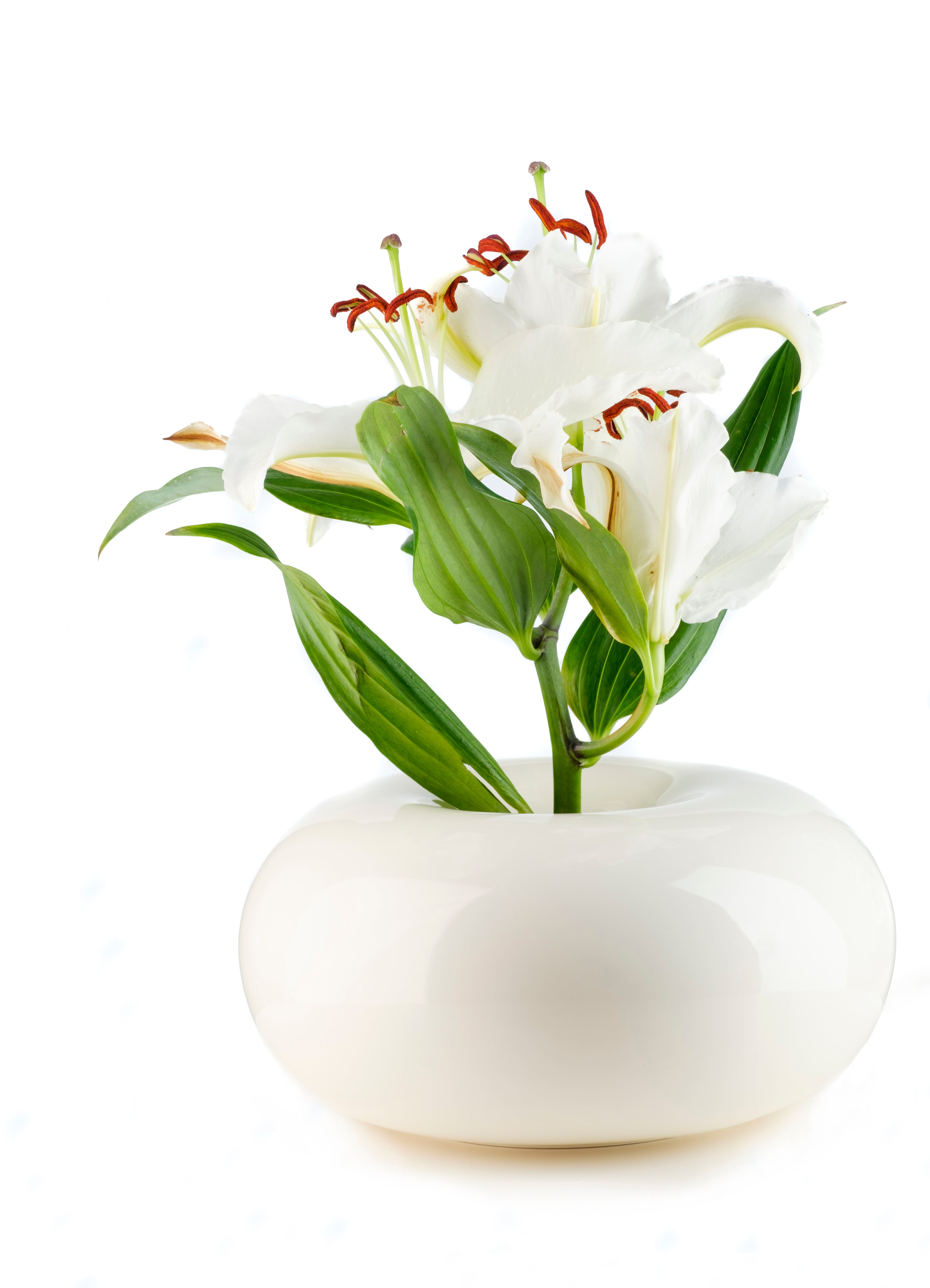 Dolce_cream_whiteflower_web.jpg