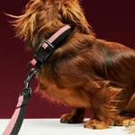 HAY Dogs Collar Flat M-L pink and black_HAY Dogs Leash Flat M-L pink and black.jpg