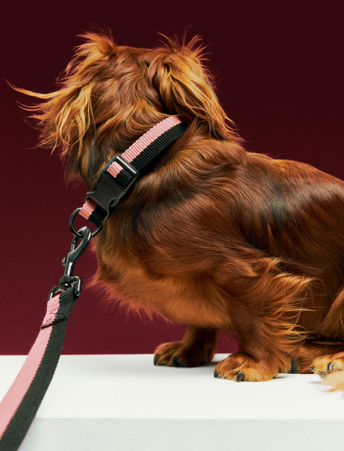 HAY Dogs Collar Flat M-L pink and black_HAY Dogs Leash Flat M-L pink and black.jpg