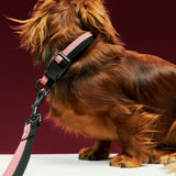HAY Dogs Collar Flat M-L pink and black_HAY Dogs Leash Flat M-L pink and black.jpg