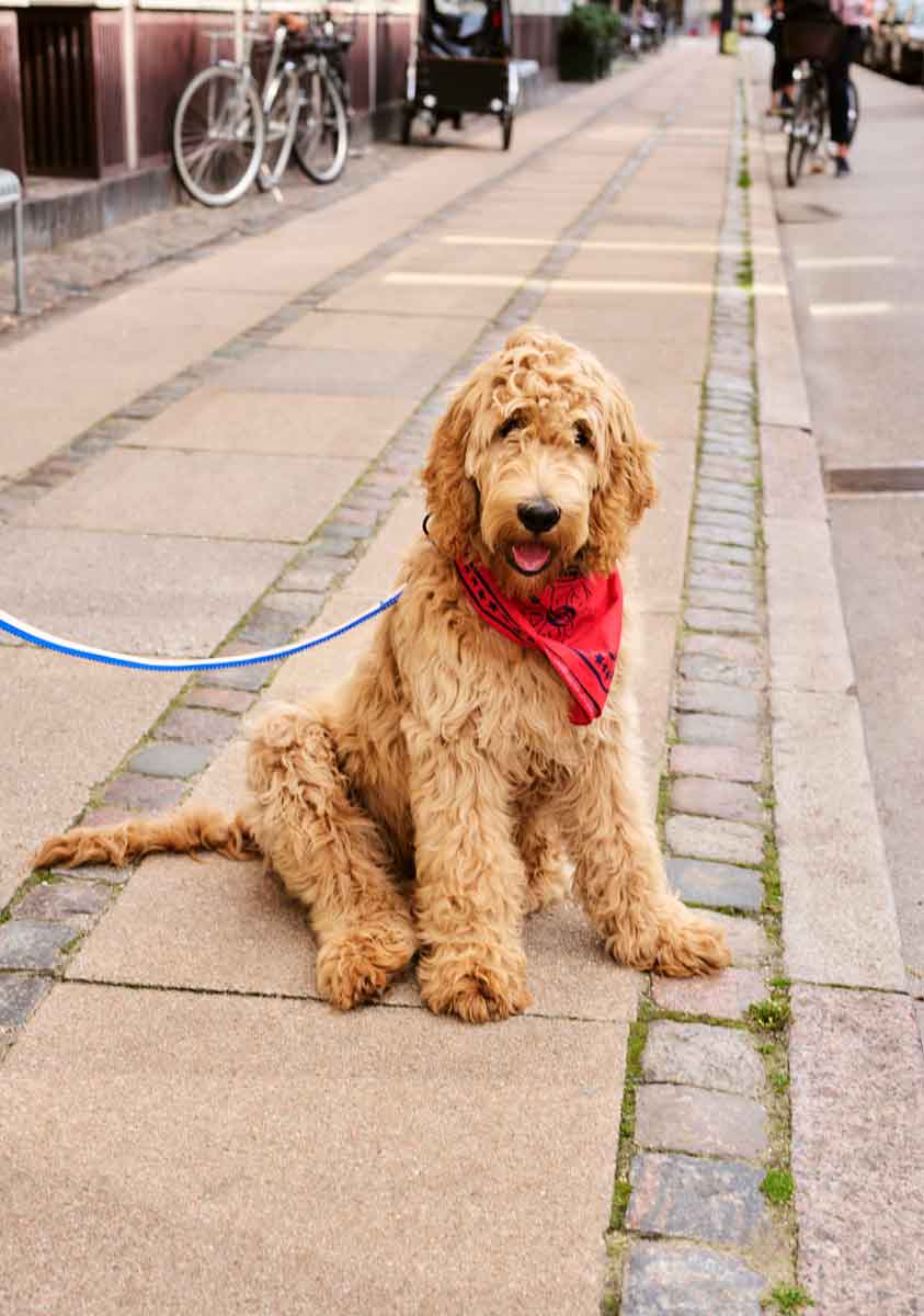 HAY-Dogs-Leash-Flat-M-L-blue-and-off-white_HAY-Dogs-Scarf-red-01.jpg