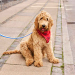 HAY-Dogs-Leash-Flat-M-L-blue-and-off-white_HAY-Dogs-Scarf-red-01.jpg