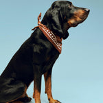 HAY Dogs Scarf Recycled brown.jpg