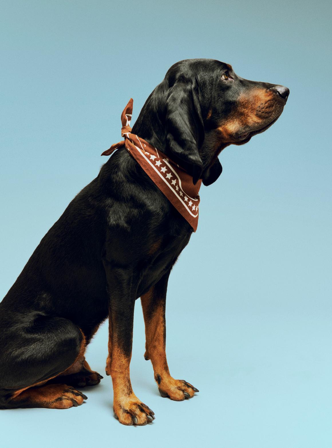 HAY Dogs Scarf Recycled brown.jpg