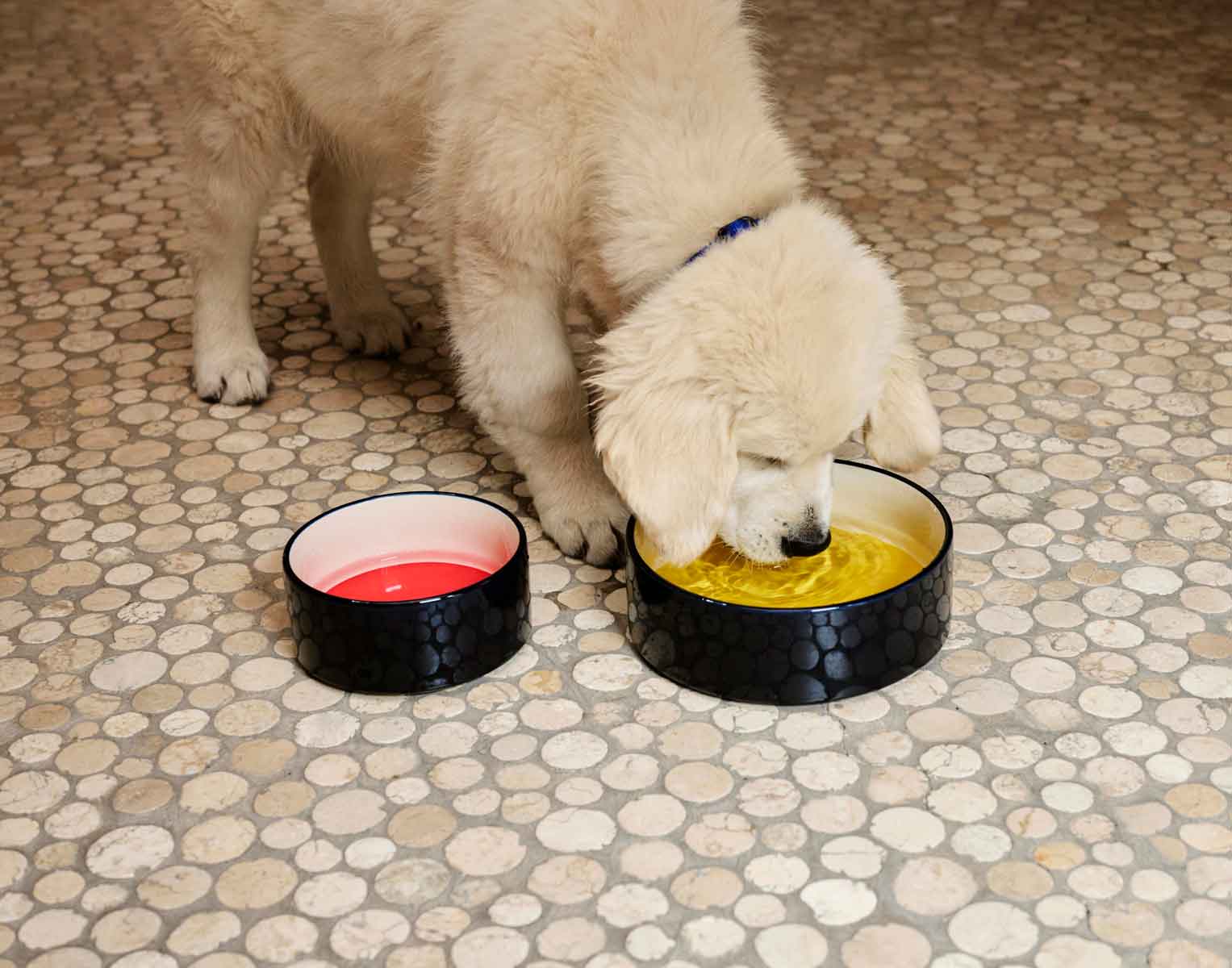 HAY-Dogs-Bowl-S-blue-and-red-and-off-white_HAY-Dogs-Bowl-L-blue-and-yellow-and-off-white.jpg