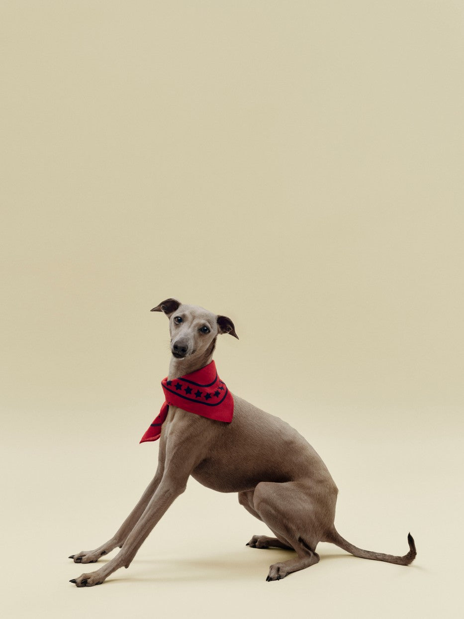HAY Dogs Scarf Recycled red.jpg
