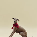 HAY Dogs Scarf Recycled red.jpg