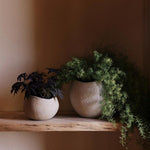 MENU_LS_Plantas_Planter.jpg
