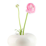 Dolce_cream_high_flower_web.jpg