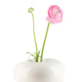 Dolce_cream_high_flower_web.jpg