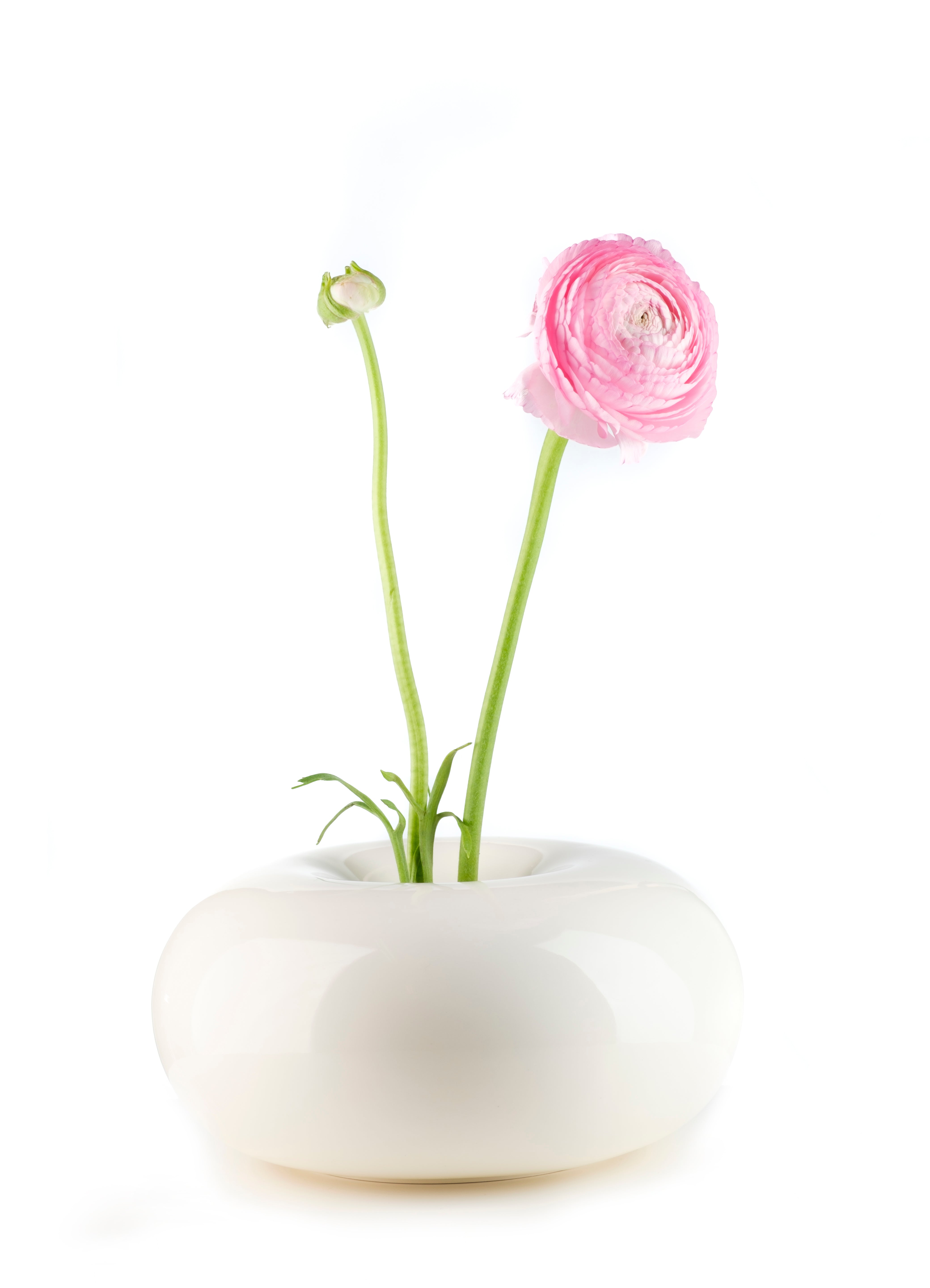 Dolce_cream_high_flower_web.jpg