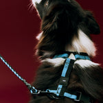 HAY Dogs Harness M blue and black_HAY Dogs Leash Adjustable Braided M-L blue and black.jpg