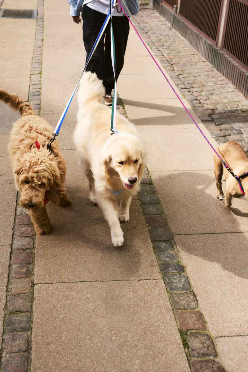 HAY-Dogs-Leash-Flat-M-L-blue-and-off-white_lavender-and-green_HAY-Dogs-Leash-Braided-red-and-blue.jpg