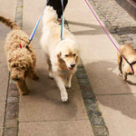 HAY-Dogs-Leash-Flat-M-L-blue-and-off-white_lavender-and-green_HAY-Dogs-Leash-Braided-red-and-blue.jpg