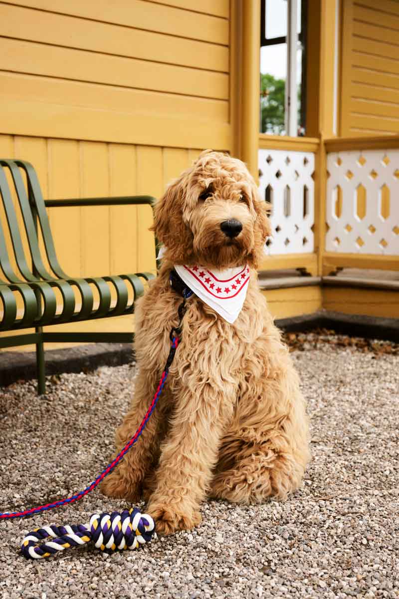 HAY-Dogs-Rope-Toy-blue-and-purple-and-ochre_HAY-Dogs-Leash-Braided-red-and-blue_HAY-Dogs-Scarf-off-white.jpg