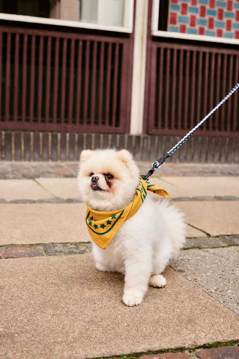 HAY-Dogs-Leash-Braided-lavender-and-green_HAY-Dogs-Scarf-ochre-01.jpg
