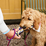 HAY-Dogs-Rope-Toy-blue-and-purple-and-ochre_HAY-Dogs-Leash-Braided-red-and-blue_HAY-Dogs-Scarf-off-white-01.jpg