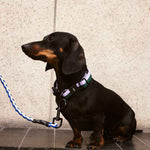 HAY-Dogs-Leash-Braided-blue-and-off-white_HAY-Dogs-Collar-Flat-lavender-and-green.jpg