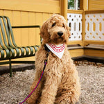 HAY-Dogs-Rope-Toy-blue-and-purple-and-ochre_HAY-Dogs-Leash-Braided-red-and-blue_HAY-Dogs-Scarf-off-white.jpg