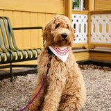 HAY-Dogs-Rope-Toy-blue-and-purple-and-ochre_HAY-Dogs-Leash-Braided-red-and-blue_HAY-Dogs-Scarf-off-white.jpg