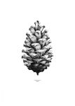 Plakat NATURE 1:1 Pine Cone bl/wh---