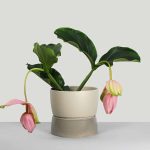 Blómapottur TWO TONE L Dune Grey