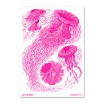 Plakat HAECKEL Discomedusae pink A2