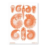 Plakat HAECKEL Ammonitida orange A2