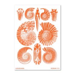 Plakat HAECKEL Ammonitida orange A2