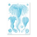 Plakat HAECKEL Crinoideae blå A2