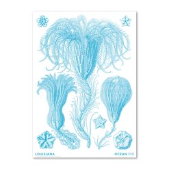 Plakat HAECKEL Crinoideae blå A2