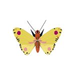 Pappírsdýr LUZERNE BUTTERFLY